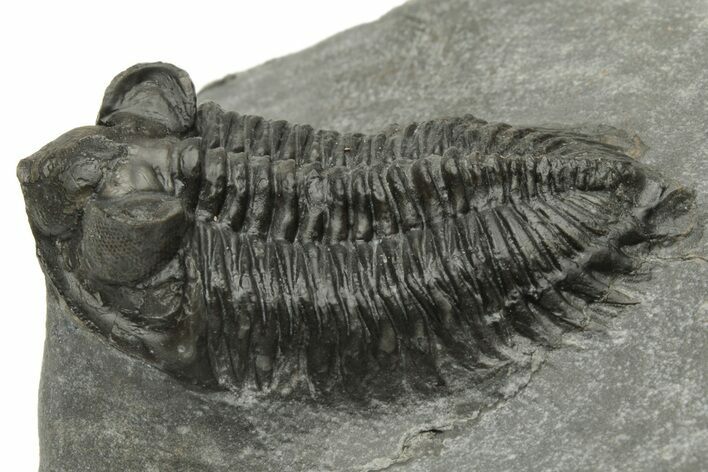 Coltraneia Trilobite Fossil - Huge Faceted Eyes #225333